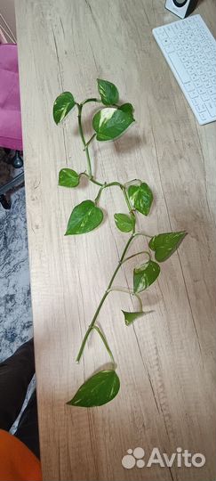 Сциндапсусы и филодендрон