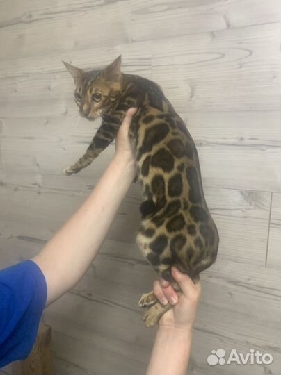 Бенгальская