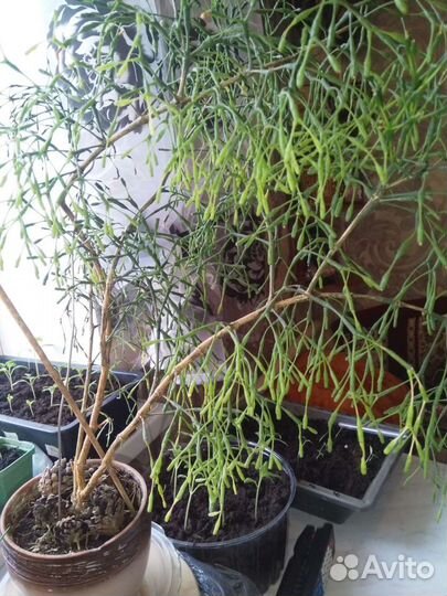 Комнатные растения