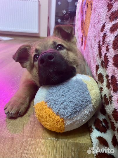 Передержка собак