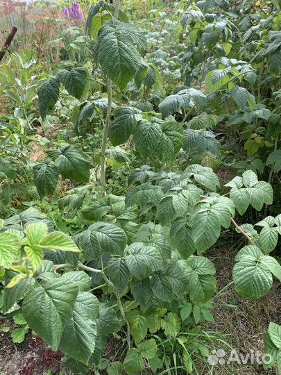 Саженцы малины