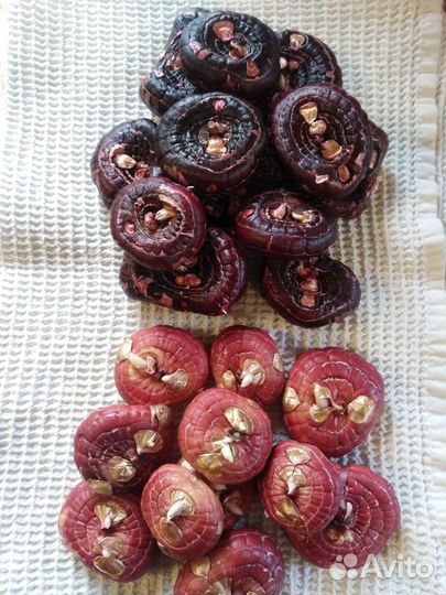 Гладиолусы луковицы