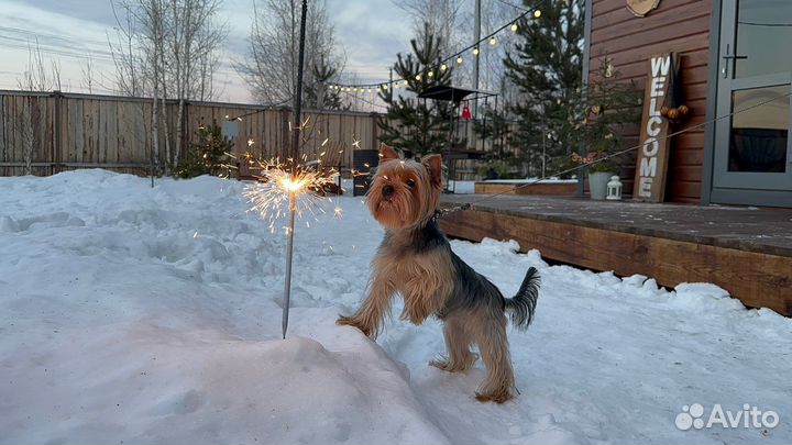 Йоркширский терьер вязка мальчик