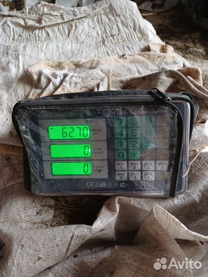 Курдючный баран