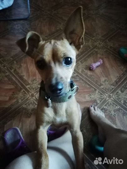 Карликовый пинчер