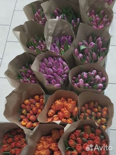 Луковицы тюльпанов