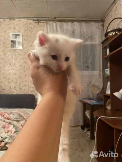 Котята бесплатнов добрые руки