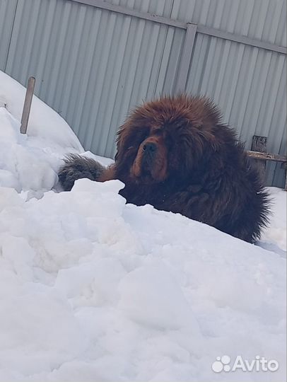 Вязка собак