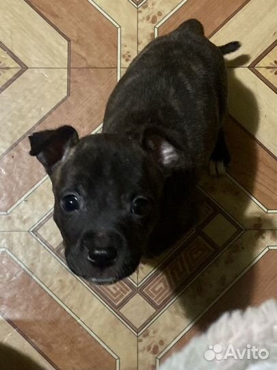 Стаффордширский терьер щенок