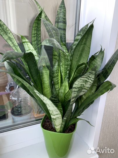 Сансевиерия (щучий хвост) зацветает