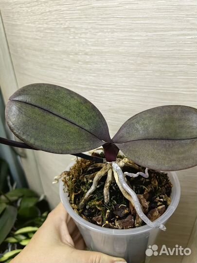 Орхидея фаленопсис pf 5029