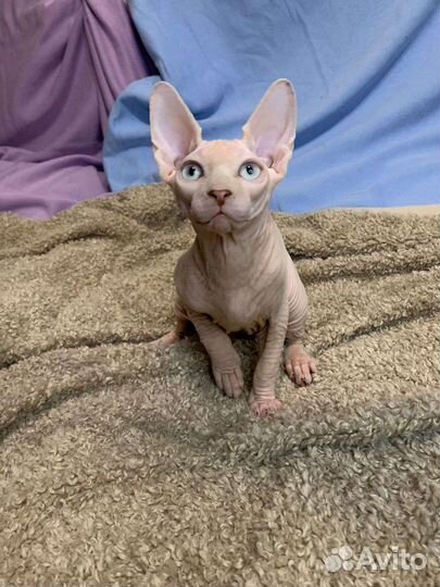 Канадский сфинкс котенок мальчик