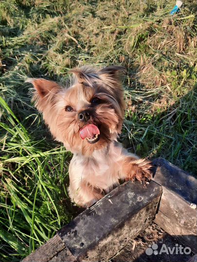 Йоркширский терьер