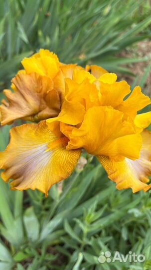 Ирисы бородатые