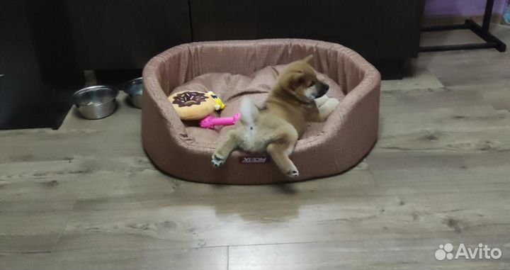 Дрессировка с Передержкой у Кинолога