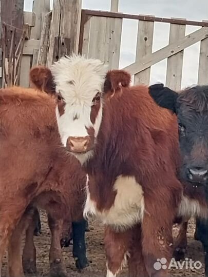 Продаются телки