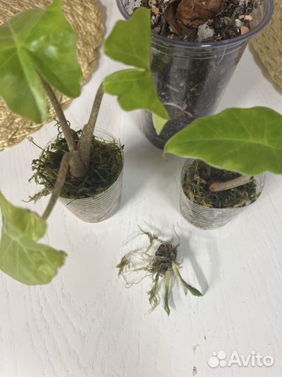 Алоказия лоу райдер