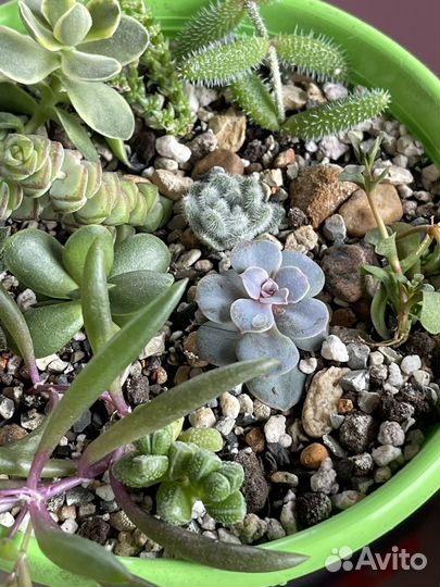 Суккулентный садик