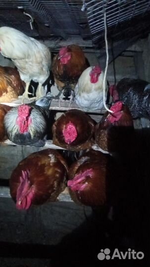 Молодые петухи