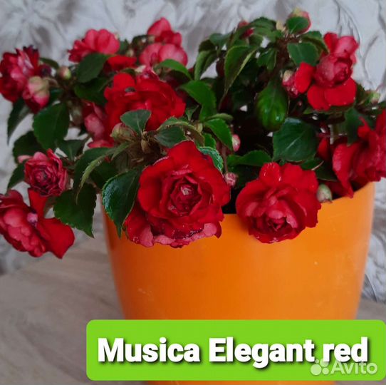 Бальзамины