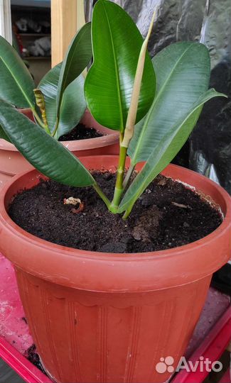 Фикус каучуконосный большой