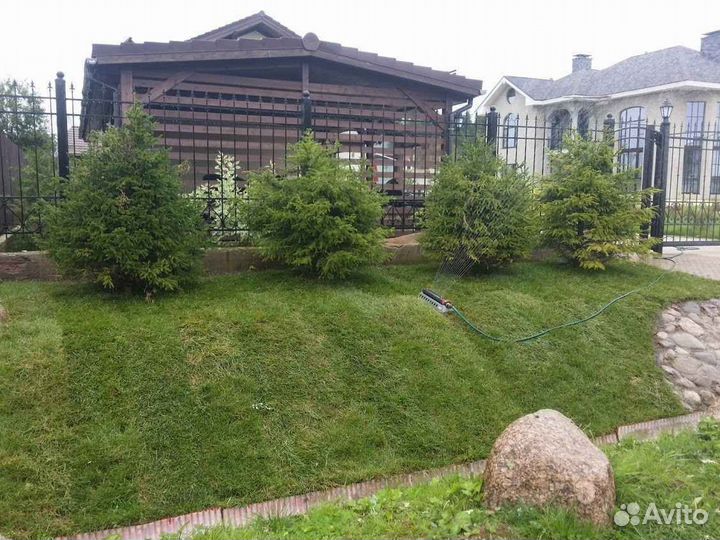 Продажа рулонного газона