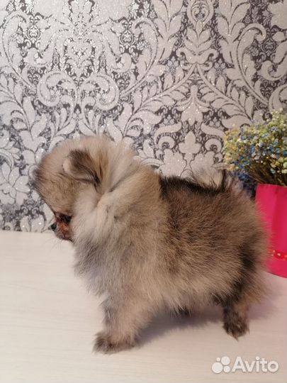 Померанский шпиц мини