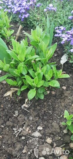 Флокас многолетний