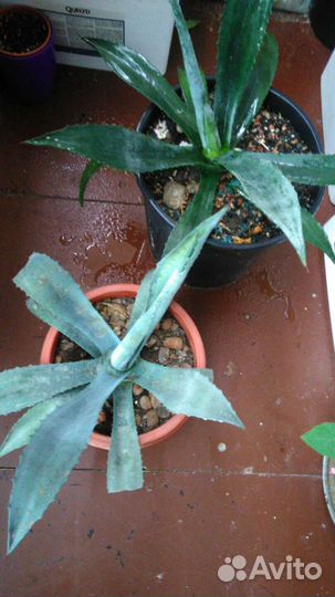 Агава голубая