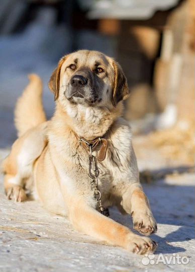 Большой пёс, молодой, умный Зефир