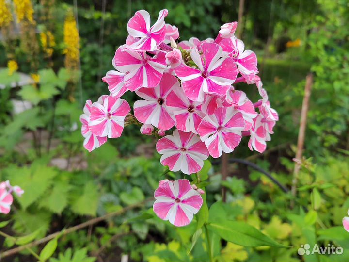 Флоксы сортовые подмосковные