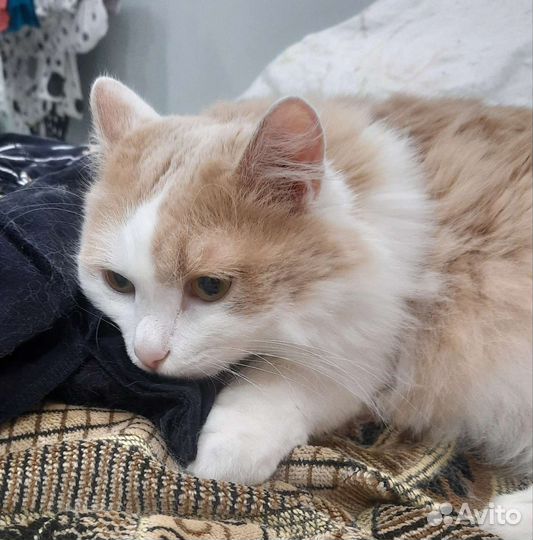 Котик в дар