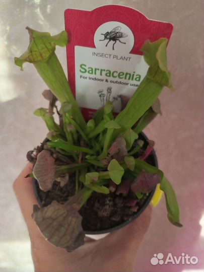 Спатифиллум