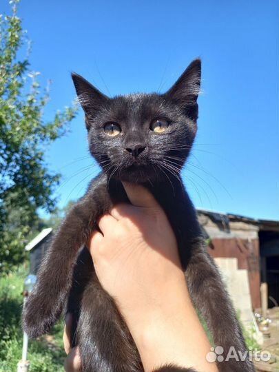 Котята в добрые руки бесплатно