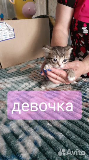 Котята в добрые руки