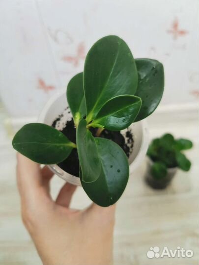 Пеперомия туполистная, растение, цветы комнатные