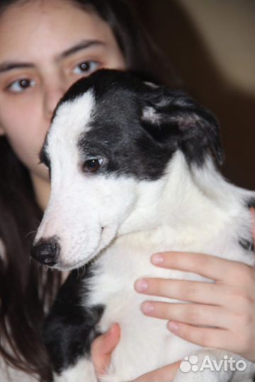 Собачка в добрые руки