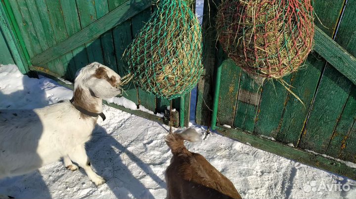 Рептух медленная кормушка