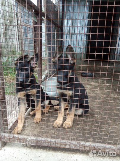 Щенки немецкой овчарки