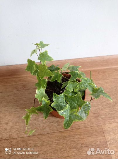 Хлорофитум, традесканция, плющ