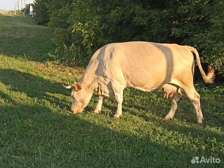 Корова дойная