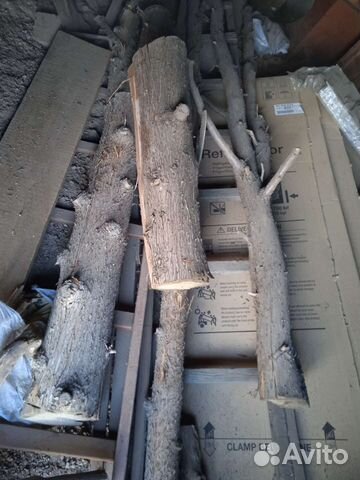 Туя, кипарис сухое