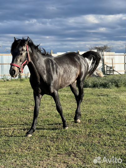 Карачаевский жеребец