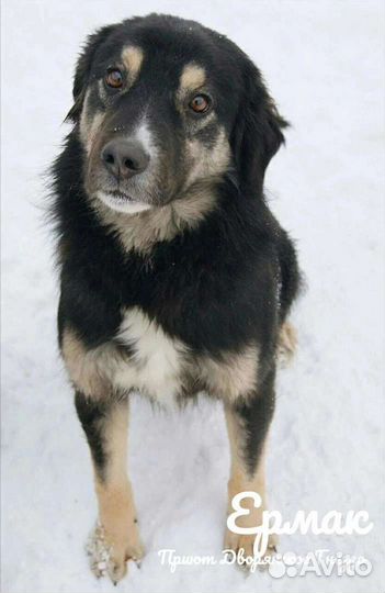 Собаки бесплатно в добрые руки