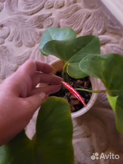 Комнатные цветы антуриум