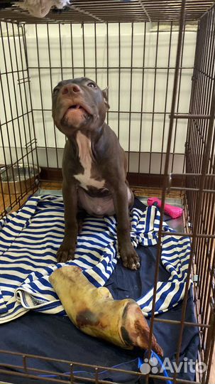 Клетка для собак железная большая