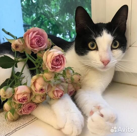 Котик кастрирован 8 мес в добрые руки