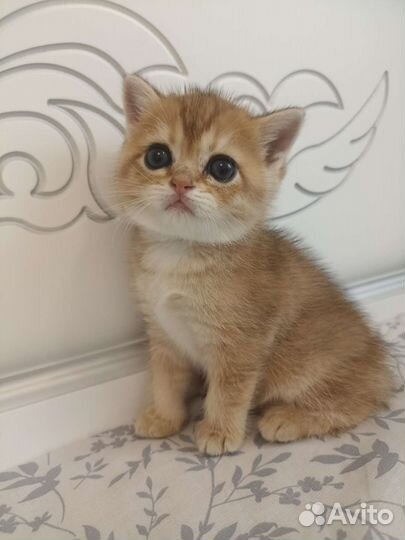 Кошечка золотая шиншилла