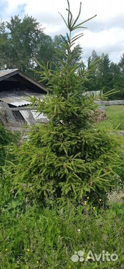 Ель сосна берёза липа дуб клён