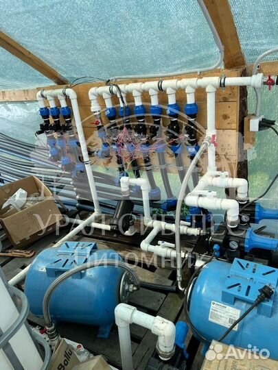 Зкс и окс Сосна Ель Лиственница сеянцы Голуб горн